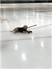 Benny Laying on the Ice with a Hockey Stick in Their Mouth