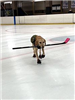Benny with a Hockey Stick in Her Mouth 2
