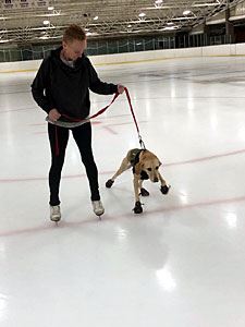 Benny Carefully Treading on the Ice with Their Trainer