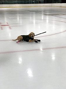 Benny Laying on the Ice with a Hockey Stick in Their Mouth