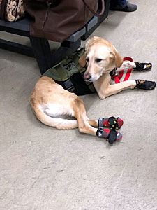 Benny Suited up for the Ice