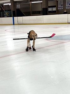 Benny with a Hockey Stick in Her Mouth 1