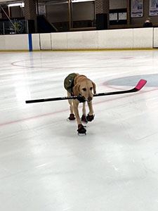 Benny with a Hockey Stick in Her Mouth 2
