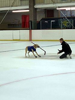Benny Approaching His Trainer