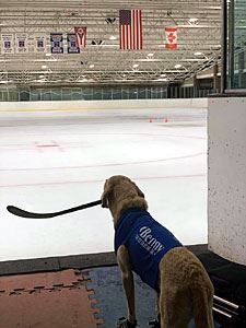 Benny Looking out  at the Ice
