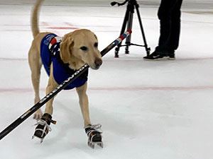 Benny Making His Way Across the Ice