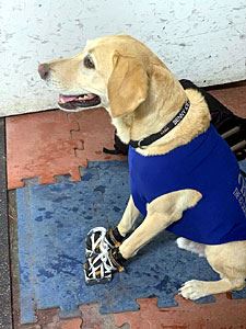 Benny Sitting on the Grip Pads Right off of the Ice