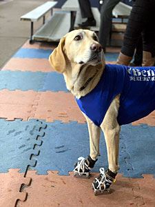 Benny Waiting to Get on the Ice 1
