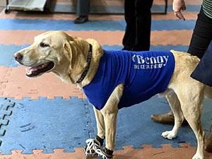 Benny Waiting to Get on the Ice 2